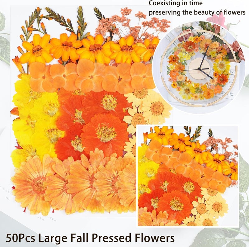 Xinxinran 50Pcs Large Fall Dried Pressed Flowers for Crafts, Orange Dry Flowers Kit for Resin Molds,Epoxy Resin Accessories,Bookmark,Jewelry Molds,Candle Making Supplies,Soap,Frame - Image 4